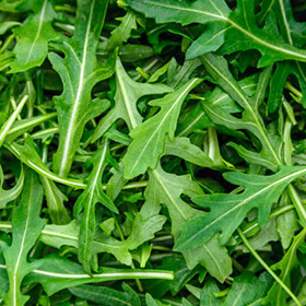 Arugula